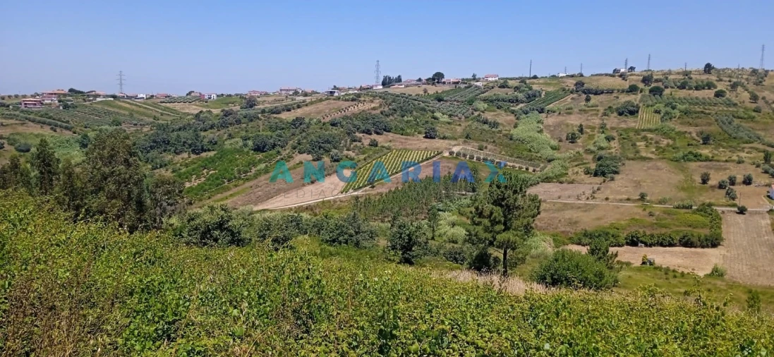 Terreno para Venda em Batalha Foto 3
