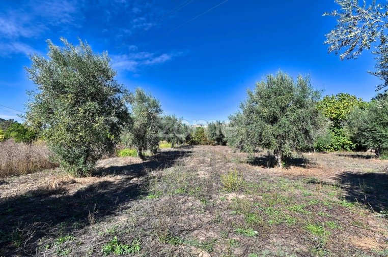 Quinta T5 para Venda em São Miguel do Rio Torto e Rossio Ao Sul do Tejo Foto 35