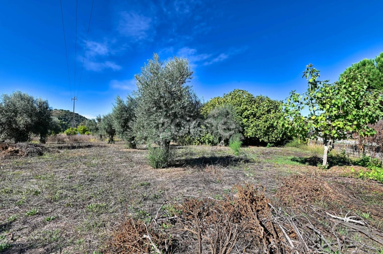 Quinta T5 para Venda em São Miguel do Rio Torto e Rossio Ao Sul do Tejo Foto 36