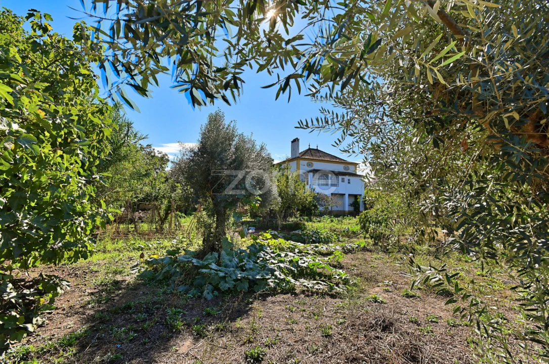 Quinta T5 para Venda em São Miguel do Rio Torto e Rossio Ao Sul do Tejo Foto 37