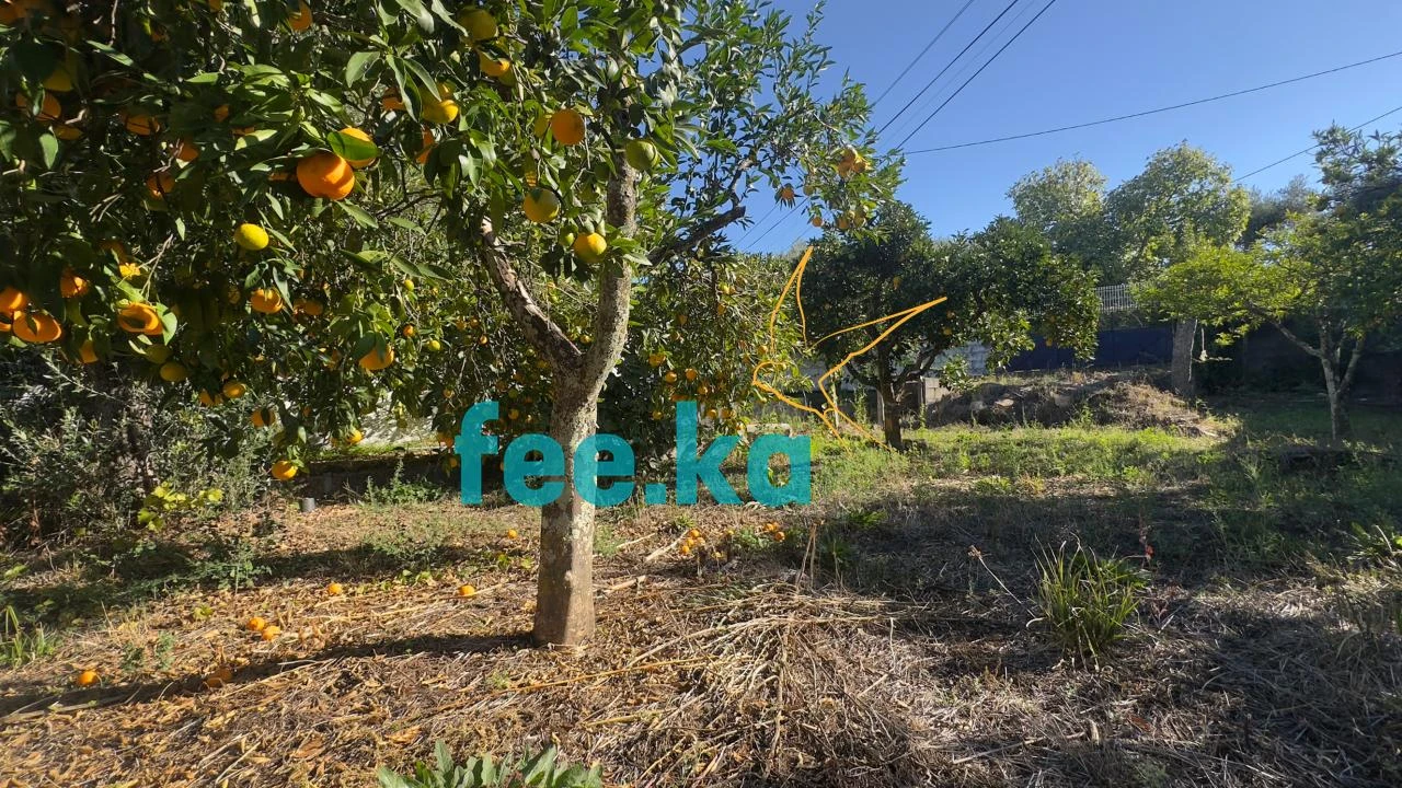 Quinta T1 para Venda em Salgueiro do Campo Foto 9