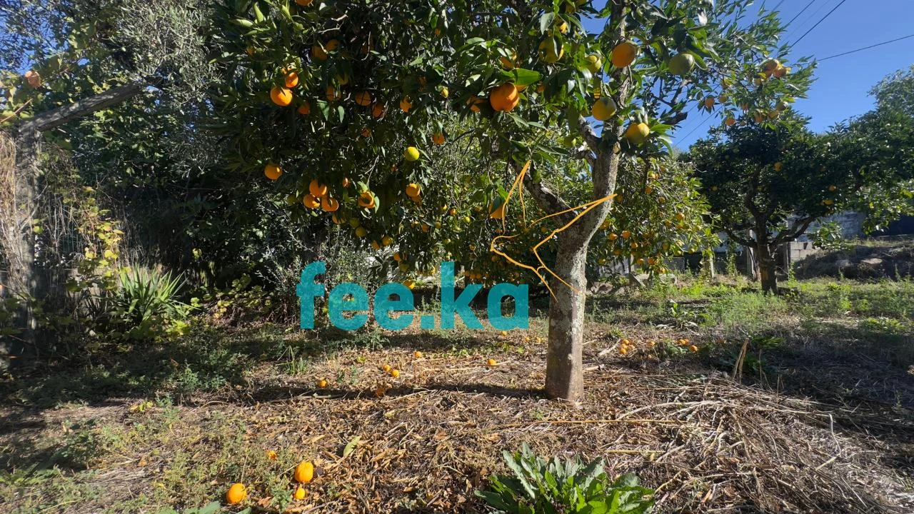 Quinta T1 para Venda em Salgueiro do Campo Foto 10