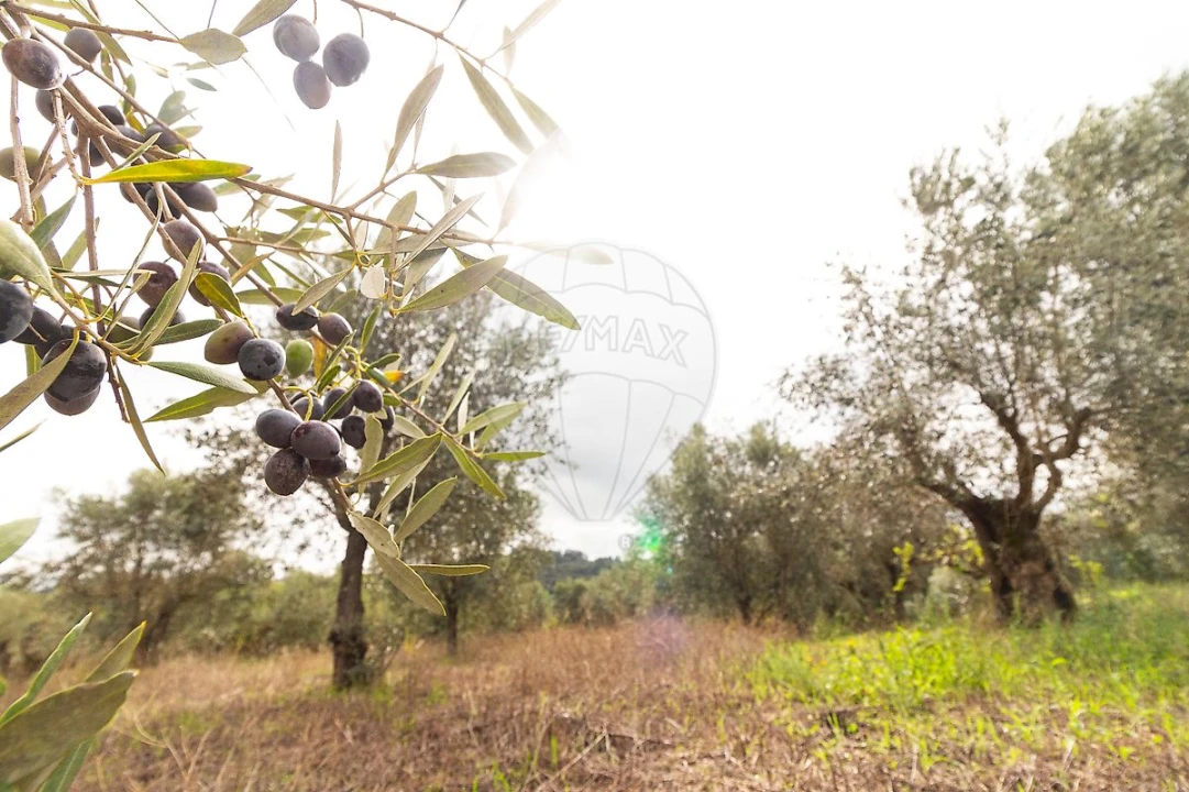 Moradia T4 para Venda em Seiça Foto 41