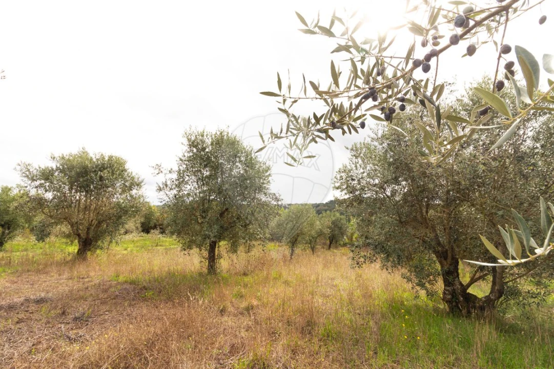 Moradia T4 para Venda em Seiça Foto 43