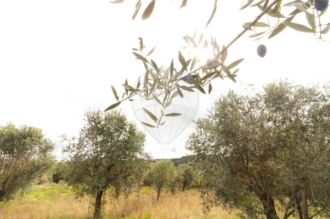 Moradia T4 para Venda em Seiça Foto 42