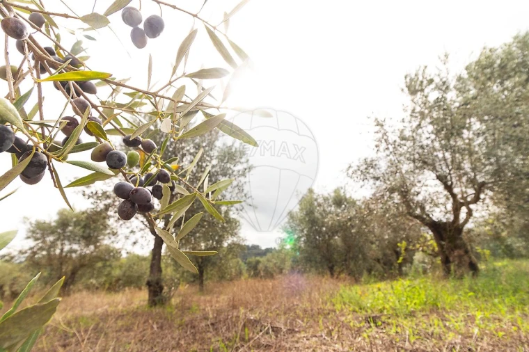 Moradia T4 para Venda em Seiça Foto 41