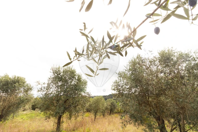 Moradia T4 para Venda em Seiça Foto 42