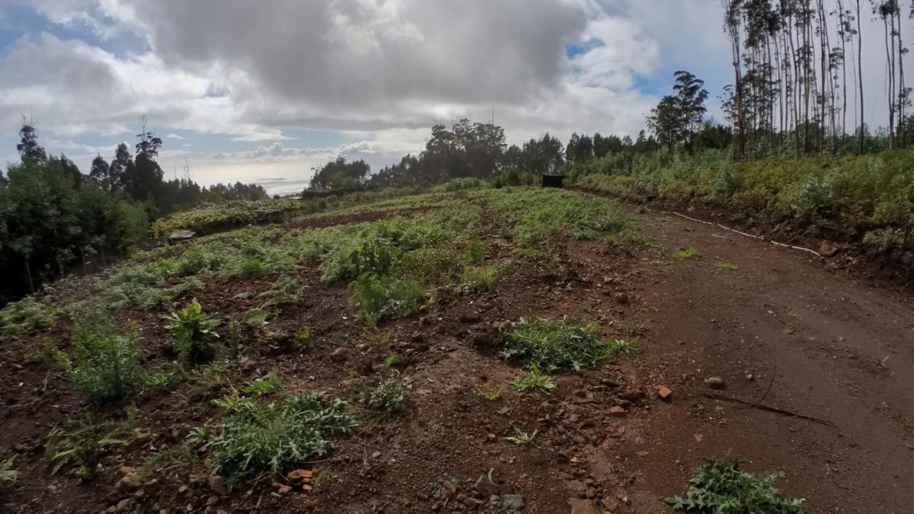 Terreno Agricola ou Rústico para Venda em Canhas Foto 5