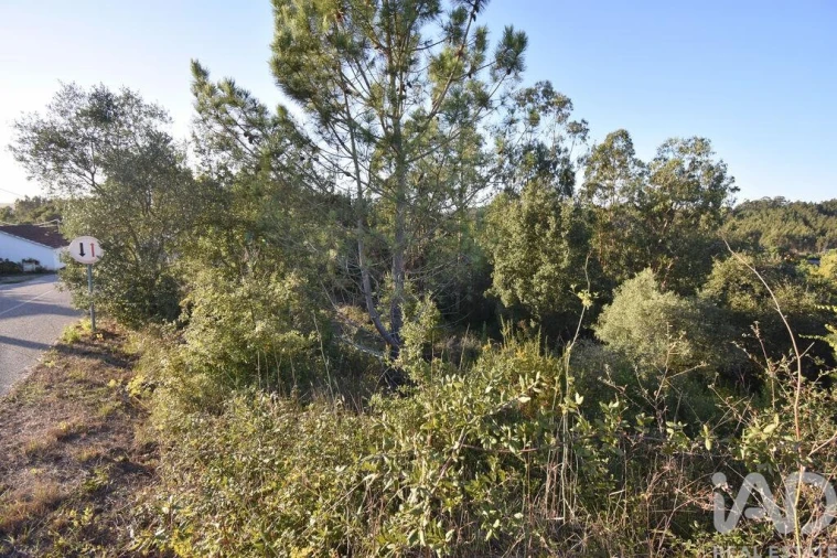 Terreno para Venda em Pelariga Foto 11