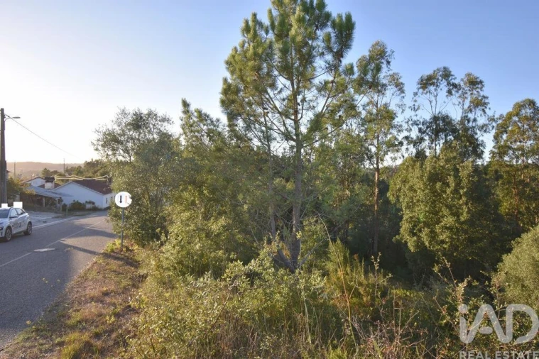 Terreno para Venda em Pelariga Foto 13