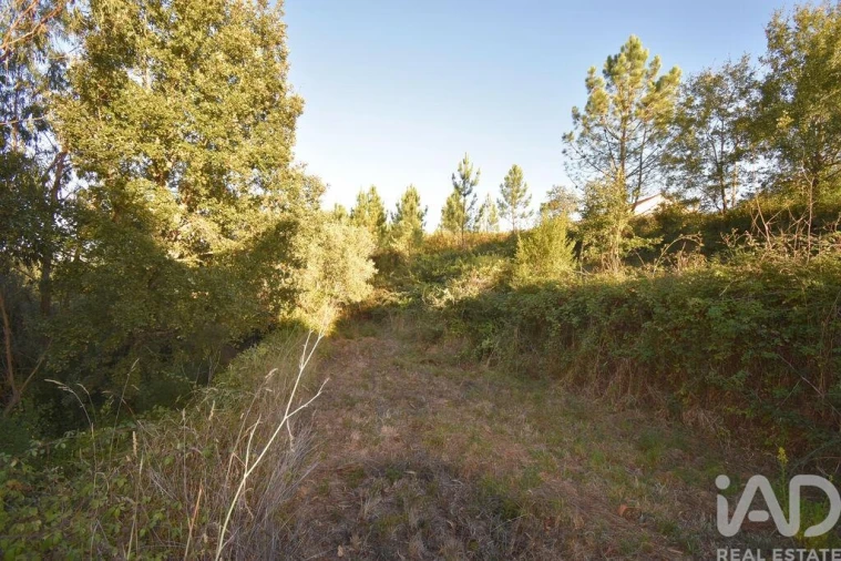 Terreno para Venda em Pelariga Foto 9