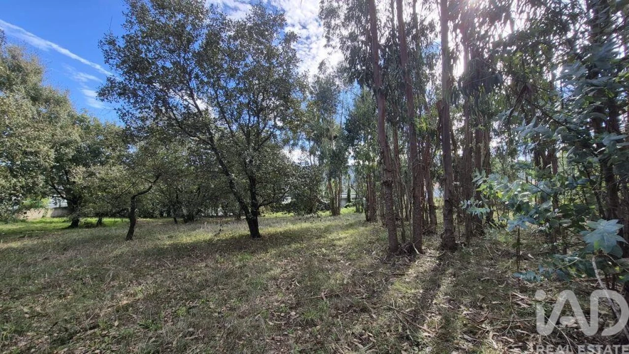 Terreno para Venda em Pedreiras Foto 4