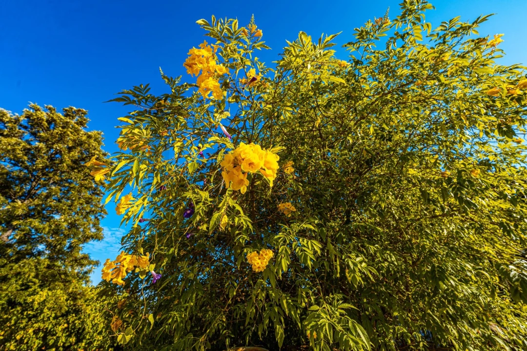 Moradia T4 para Venda em Mexilhoeira Grande Foto 62