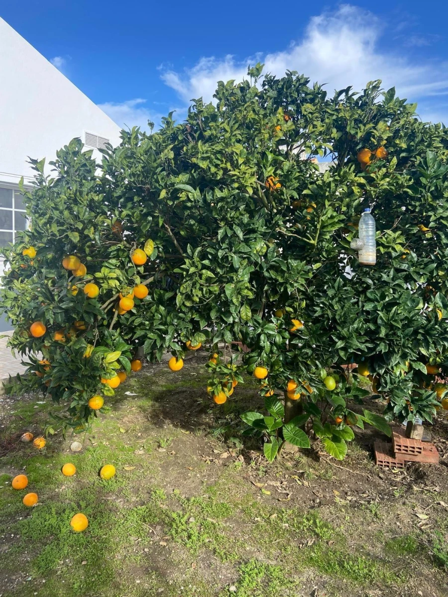 Moradia T2 para Venda em Silveira Foto 40