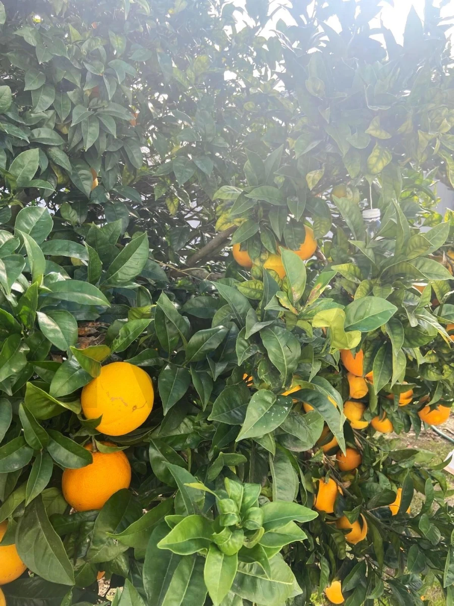 Moradia T2 para Venda em Silveira Foto 41