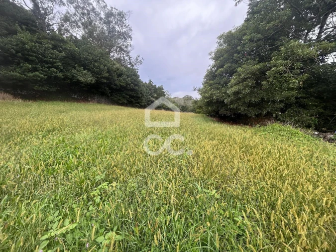 Terreno para Venda em Rosto do Cão (Livramento) Foto 5