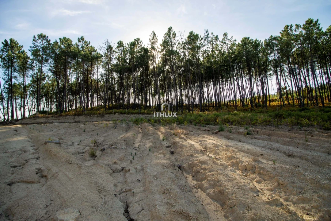 Terreno Agricola ou Rústico para Venda em Santos Evos Foto 2