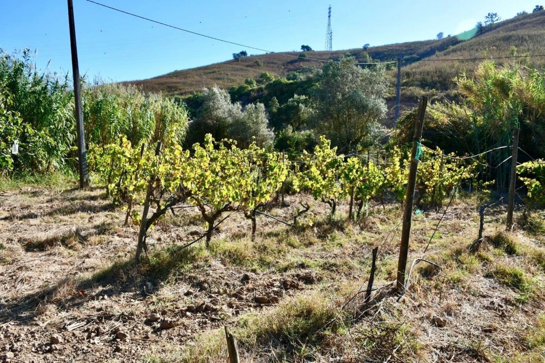 Quinta T3 para Venda em Mexilhoeira Grande Foto 10