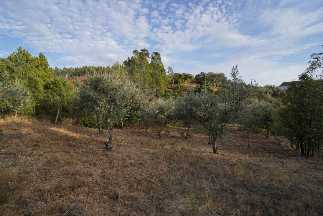 Moradia T4 para Venda em Sarzedas Foto 55