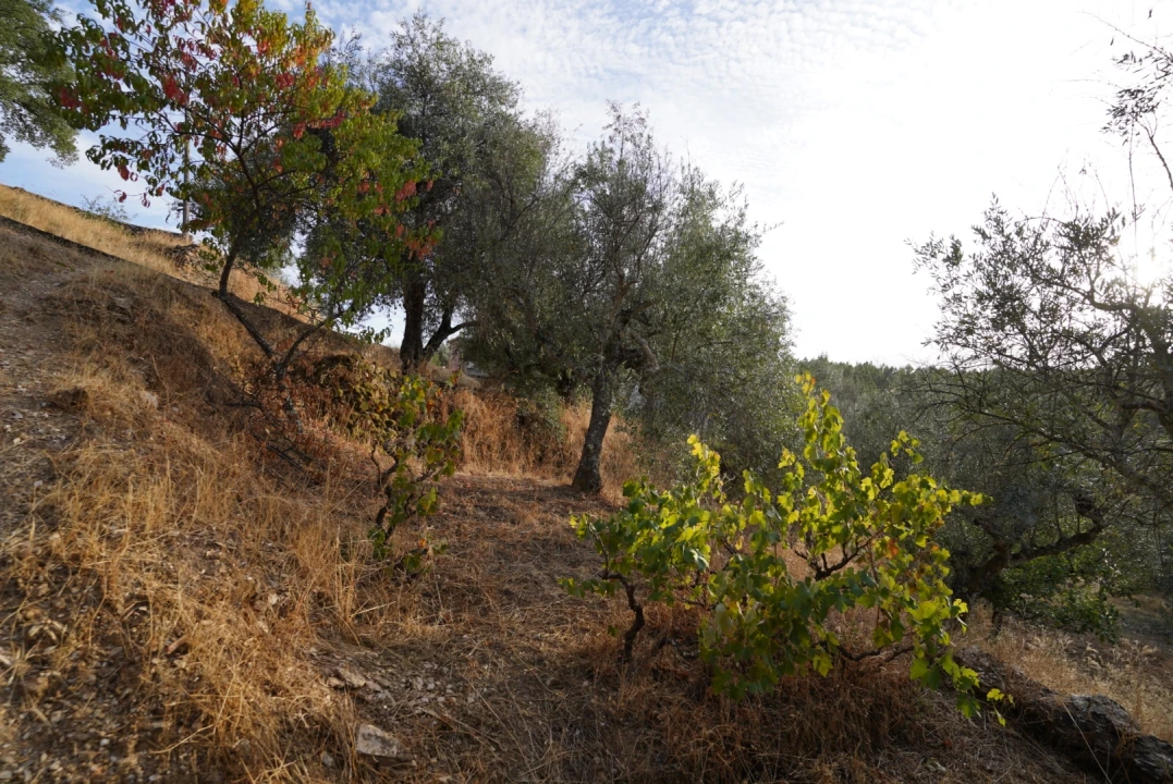 Moradia T4 para Venda em Sarzedas Foto 44