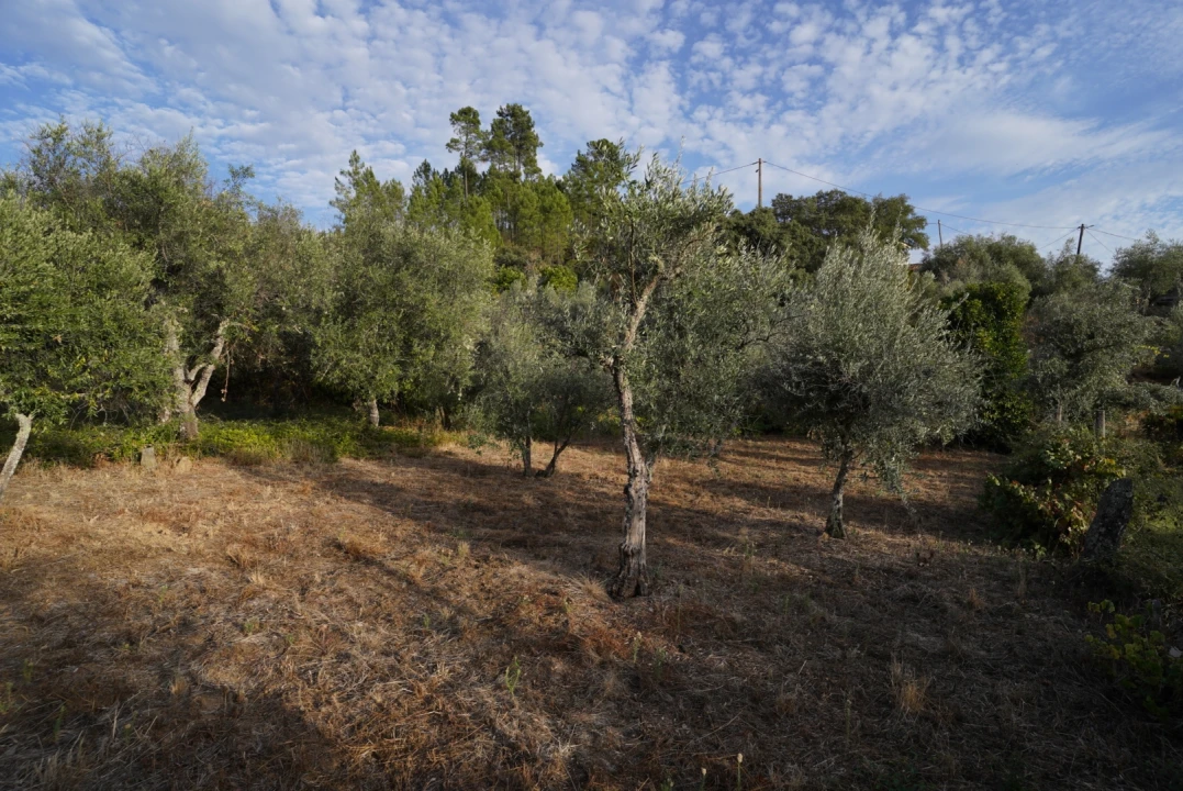 Moradia T4 para Venda em Sarzedas Foto 53