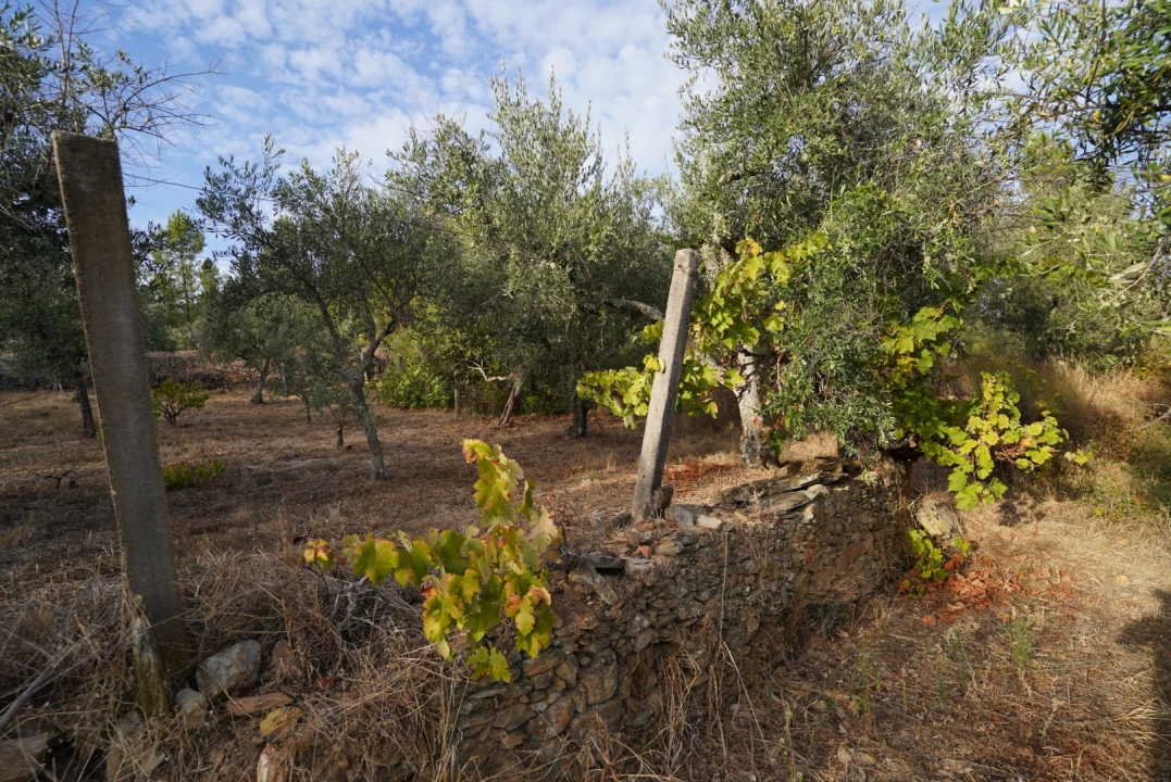 Moradia T4 para Venda em Sarzedas Foto 54