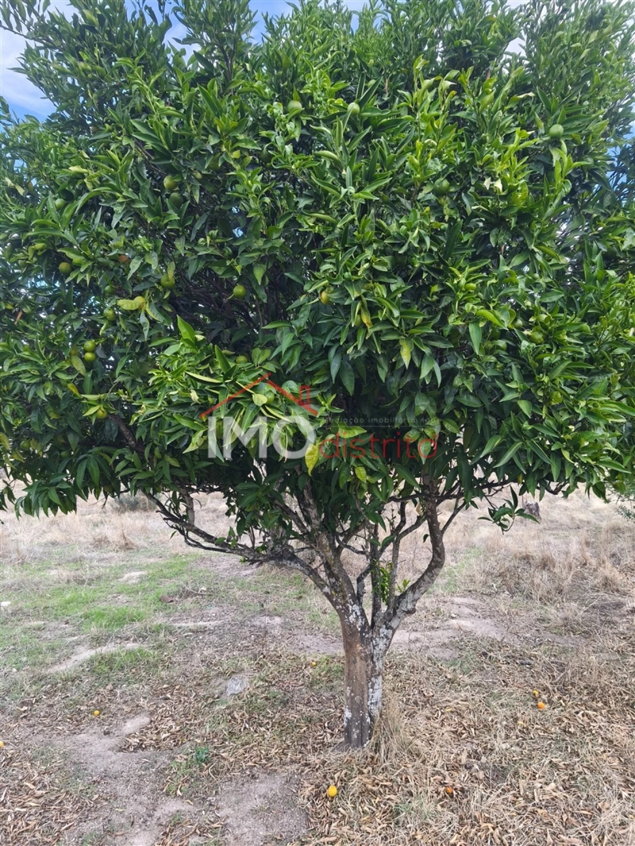 Quinta T0 para Venda em Sé e São Lourenço Foto 12