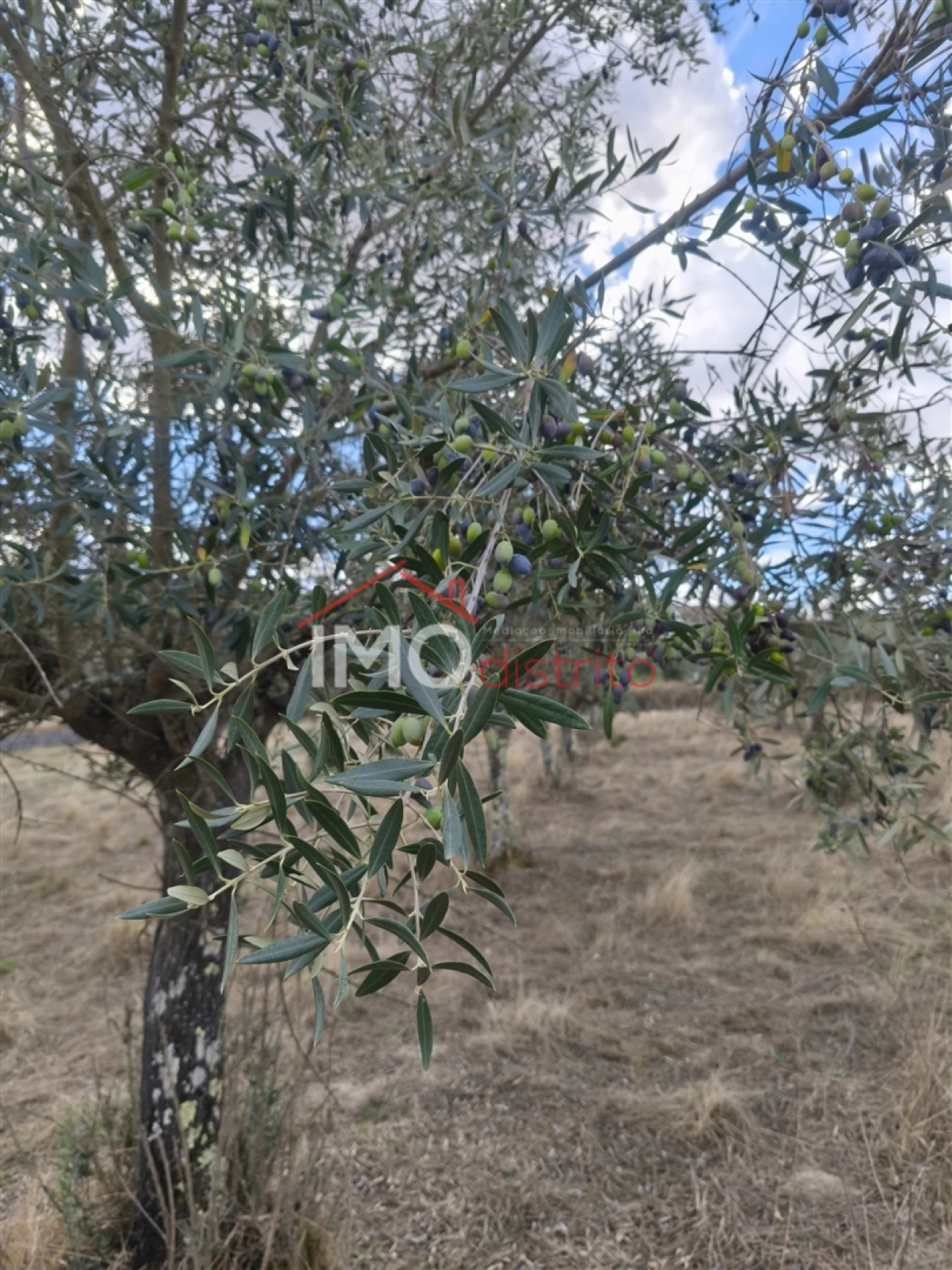 Quinta T0 para Venda em Sé e São Lourenço Foto 11
