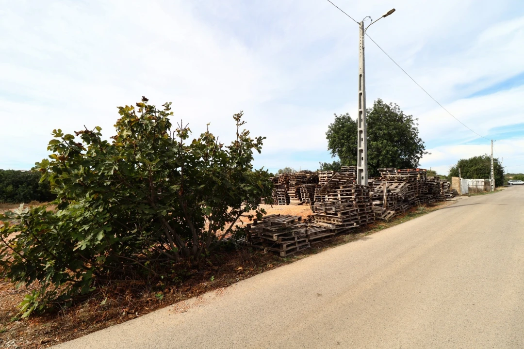Terreno Agricola ou Rústico para Arrendamento em Guia Foto 16