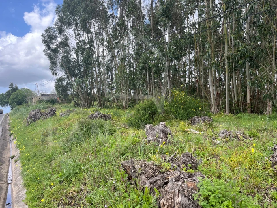 Terreno Agricola ou Rústico para Venda em Alvorninha Foto 3