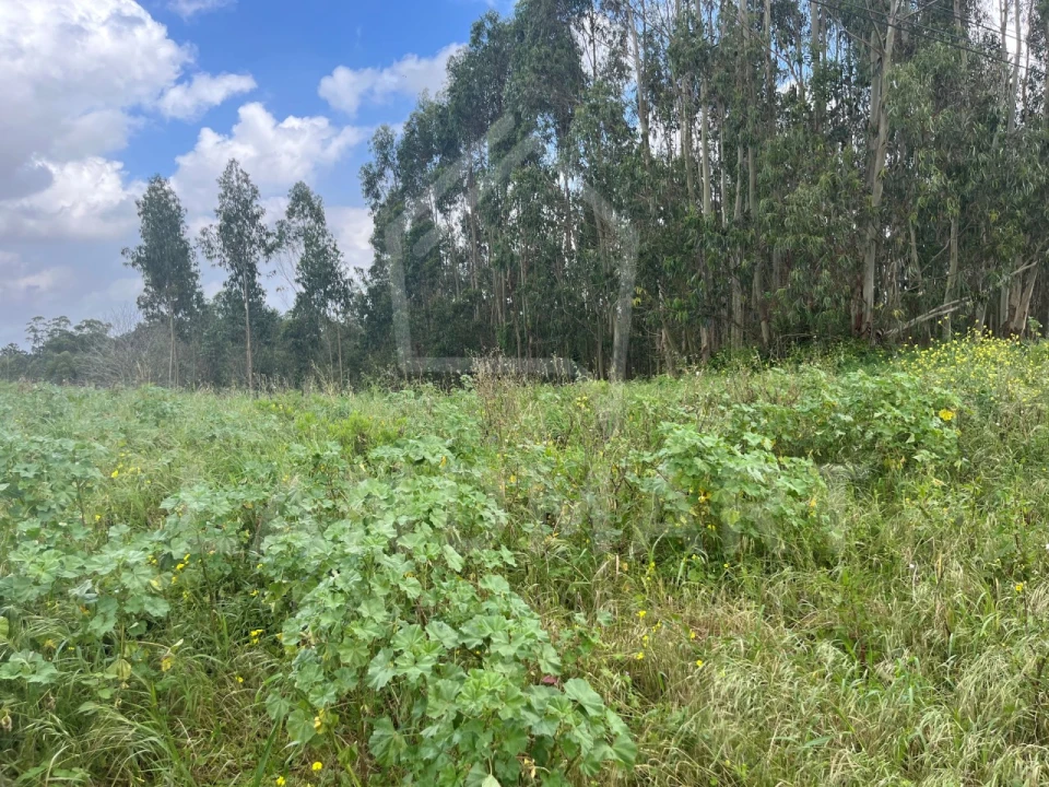 Terreno Agricola ou Rústico para Venda em Alvorninha Foto 4