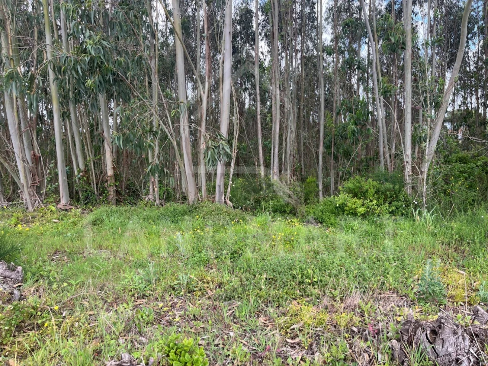 Terreno Agricola ou Rústico para Venda em Alvorninha Foto 5