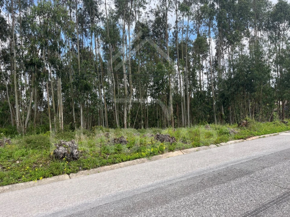 Terreno Agricola ou Rústico para Venda em Alvorninha Foto 7