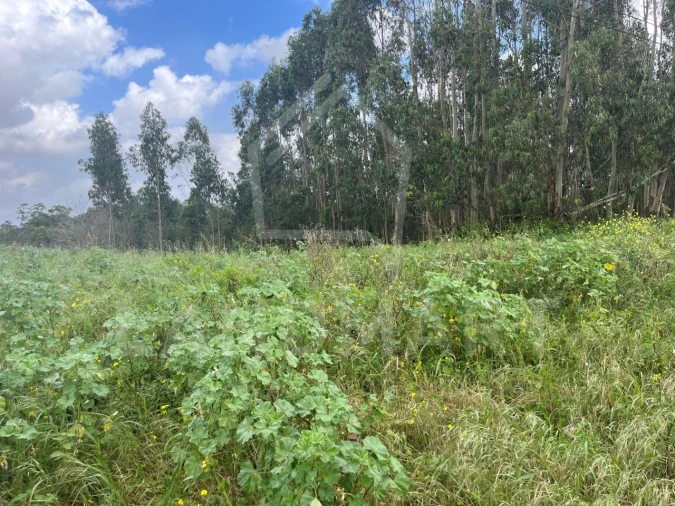 Terreno Agricola ou Rústico para Venda em Alvorninha Foto 4