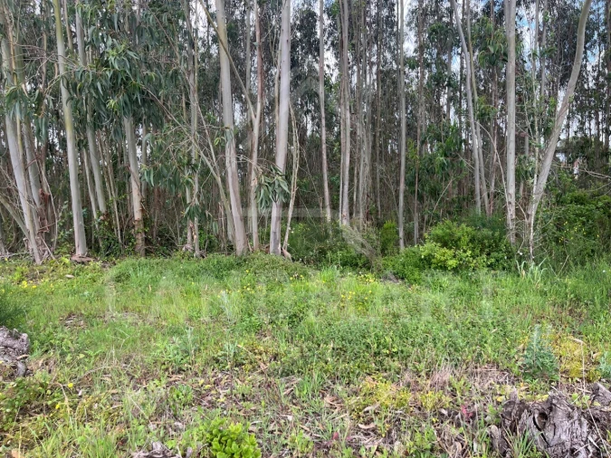 Terreno Agricola ou Rústico para Venda em Alvorninha Foto 5