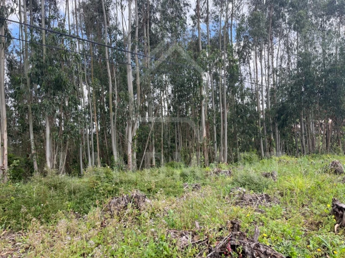 Terreno Agricola ou Rústico para Venda em Alvorninha Foto 6