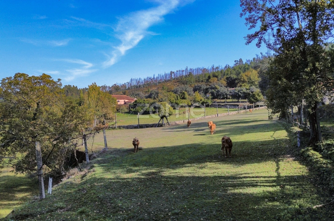 Quinta T8 para Venda em Covelas Foto 33