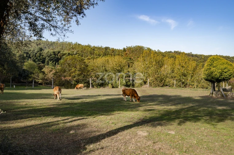 Quinta T8 para Venda em Covelas Foto 31