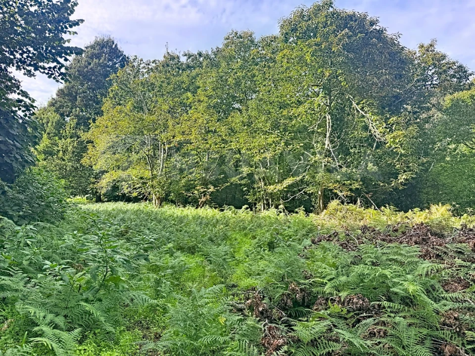 Terreno para Venda em Moledo e Cristelo Foto 5