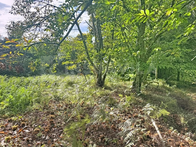 Terreno para Venda em Moledo e Cristelo Foto 8