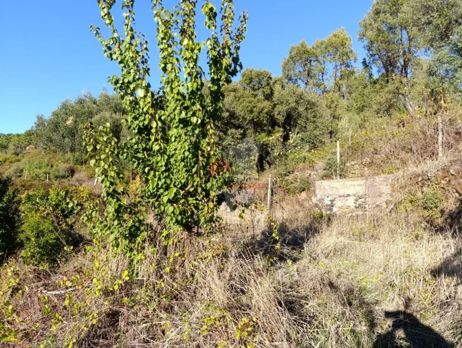 Quinta T0 para Venda em Oleiros-Amieira Foto 27