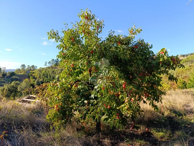 Quinta T0 para Venda em Oleiros-Amieira Foto 24