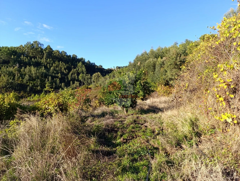 Quinta T0 para Venda em Oleiros-Amieira Foto 25