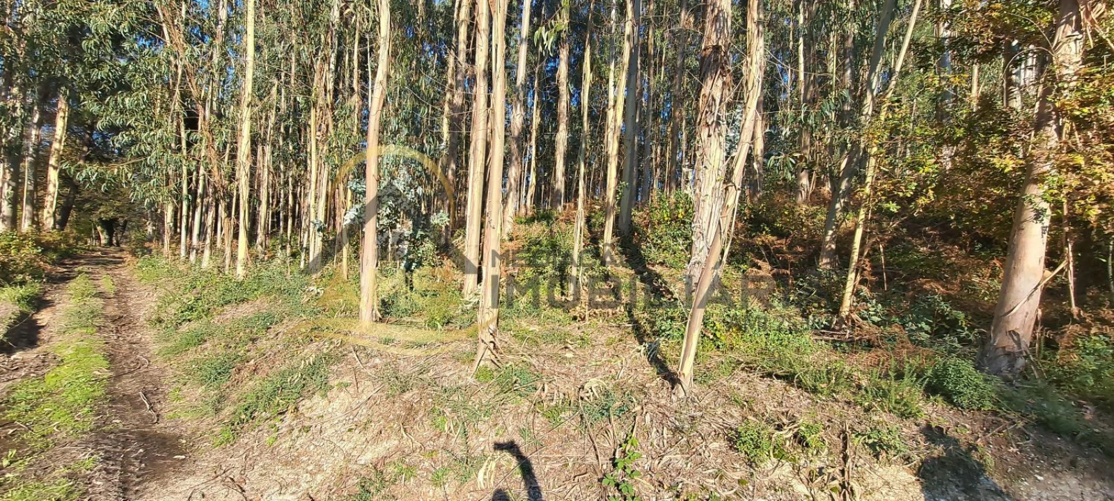 Terreno para Venda em Fafe Foto 11