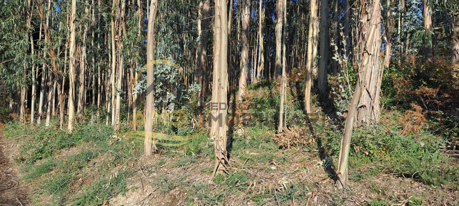 Terreno para Venda em Fafe Foto 8