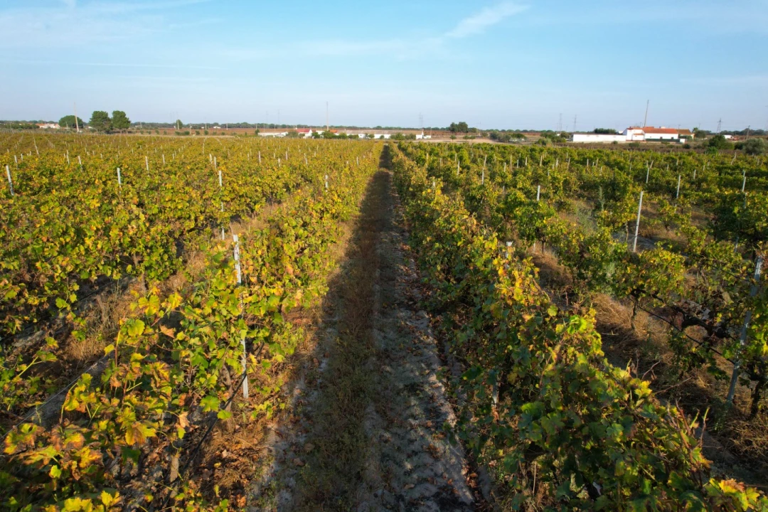 Terreno Misto para Venda em Poceirão e Marateca Foto 23