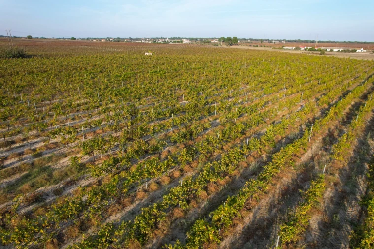 Terreno Misto para Venda em Poceirão e Marateca Foto 22