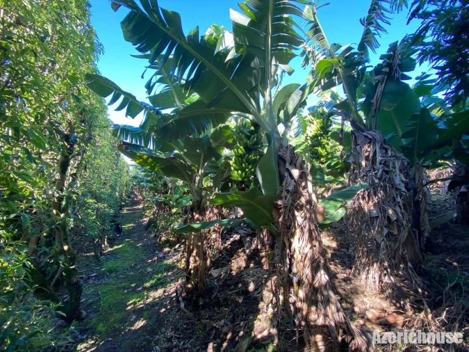 Terreno para Venda em Ribeira das Tainhas Foto 8