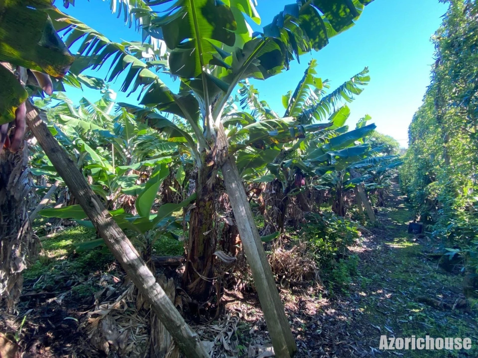 Terreno para Venda em Ribeira das Tainhas Foto 9