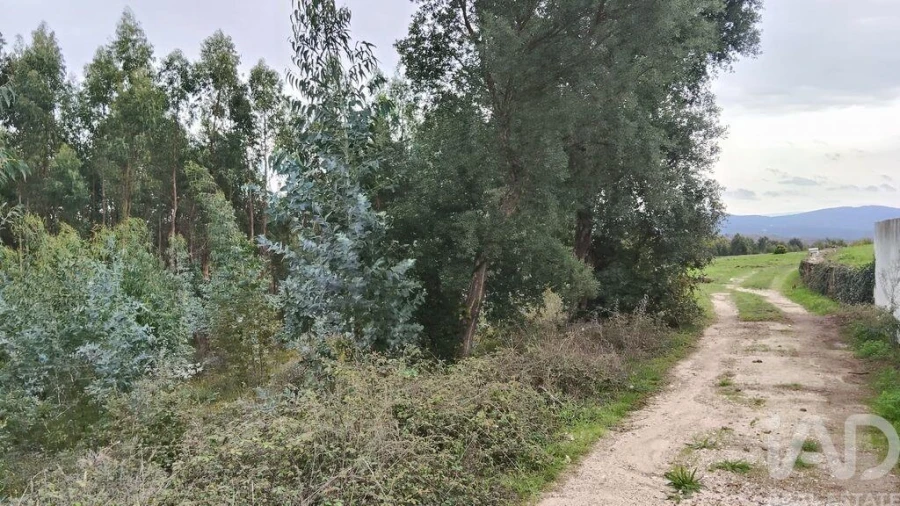 Terreno para Venda em Graça Foto 3